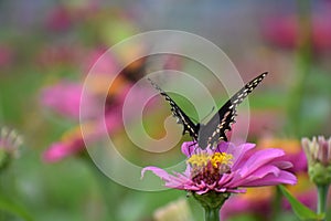 Butterfly on a Zinnia and a very colorful background