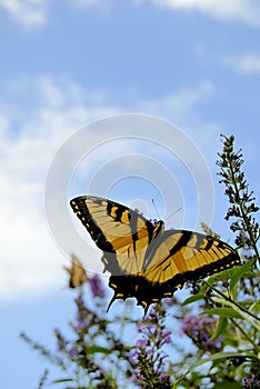 Butterfly and Zinnias