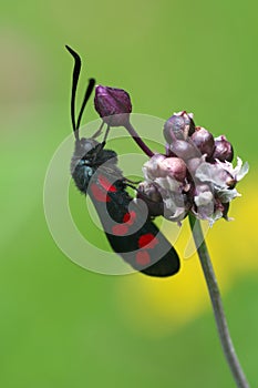 Butterfly Zygaena filipendulae - close up