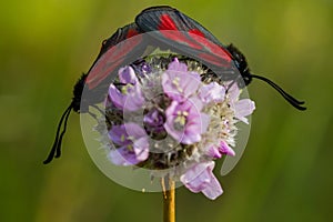 Butterfly - Zygaena minos photo