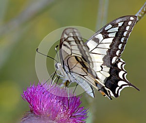 Butterfly7 photo