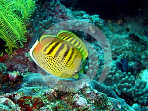 Butterflyfish