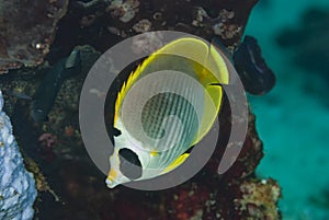 Panda Butterflyfish