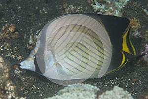 Chaetodon vagabundus Vagabond butterflyfish