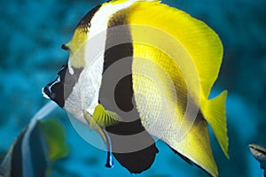 ButterflyFish