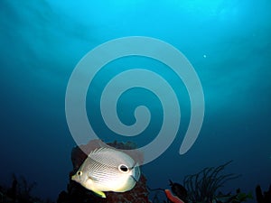 Butterflyfish
