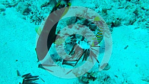 Butterflyfish, Angelfish and Broomtail Wrasse eating Brown Pencil Urchin. Diagonal Butterflyfish Chaetodon fasciatus, Royal Ange