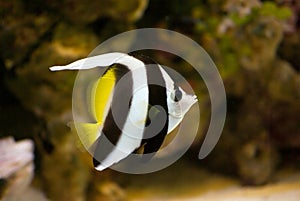 Butterflyfish in the aquarium