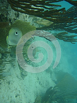 Butterflyfish in Caribbean waters, Puerto Rico