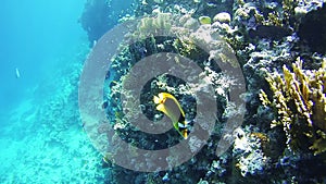 Butterflyfish, Chaetodon fasciatus, Colorful Tropical Fish on Coral Reefs in the Red Sea