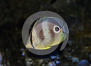 Butterflyfish Chaetodontidae Tropical Fish