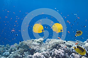 Butterflyfish and coral reef