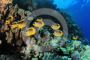 Butterflyfish on Coral Reef