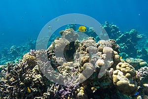 Butterflyfish Masked, Chaetodon in the coral reef, Red Sea, Egypt. Bright yellow striped tropical fish in the ocean, clear blue