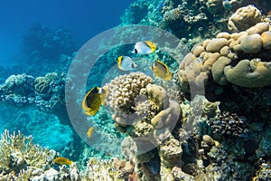 Butterflyfish Masked, Threadfin, Chaetodon in the coral reef, Red Sea, Egypt. Different types of bright yellow striped tropical