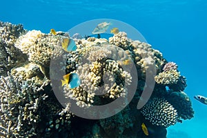 Butterflyfish Masked, Threadfin, Chaetodon in the coral reef, Red Sea, Egypt. Different types of bright yellow striped tropical