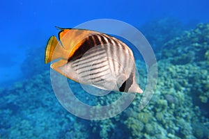Butterflyfish In The Ocean. Tropical Fish In The Sea