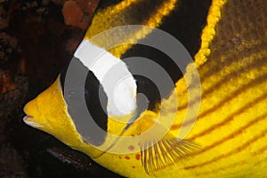 Butterflyfish profile