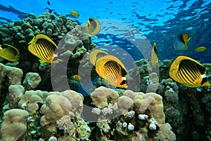 Butterflyfish on a Shallow Coral Reef