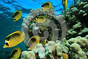 Butterflyfish on a Shallow Coral Reef