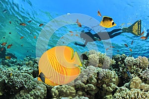 Butterflyfish and Snorkeler