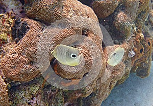 Butterflyfish swimming in the reef