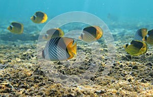 Butterflyfishes photo