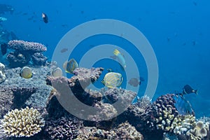 Butterflyfishes and Coral photo