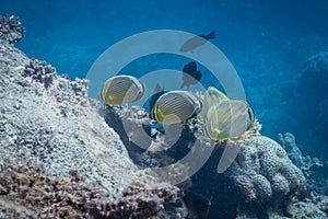 Butterflyfishes and Coral photo
