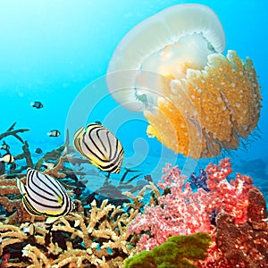 Butterflyfishes and jellyfish photo