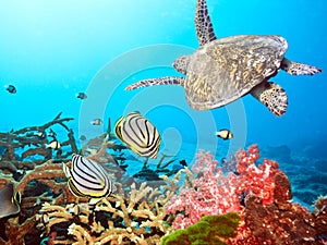 Butterflyfishes and turtle photo