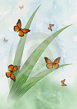 Butterflys