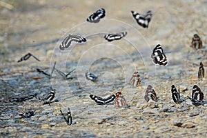 Butterflys photo