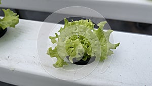 Salad Fertigation photo