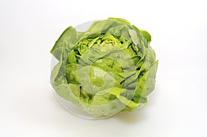 Butterhead Lettuce