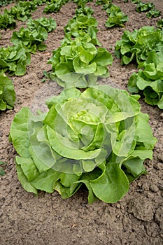 Butterhead lettuce