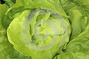 Butterhead Lettuce
