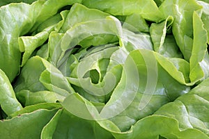 Butterhead Lettuce