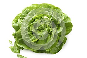 Butterhead lettuce
