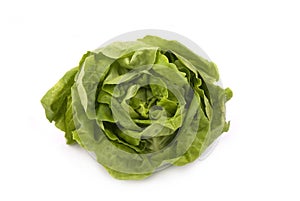 Butterhead Lettuce