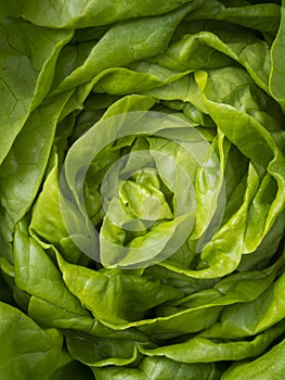 Butterhead Lettuce