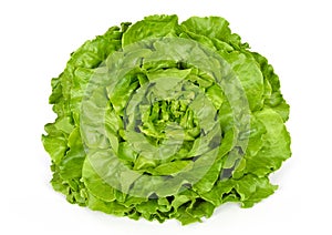 Butterhead lettuce front view over white