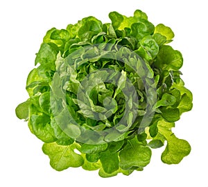 Butterhead lettuce or green head salad photo isolated on white b