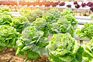 Butterhead Lettuce Hydroponic farm salad plants on water without soil agriculture in the greenhouse organic vegetable hydroponic