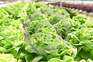 Butterhead Lettuce Hydroponic farm salad plants on water without soil agriculture in the greenhouse organic vegetable hydroponic