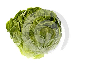 Butterhead Lettuce Isolated