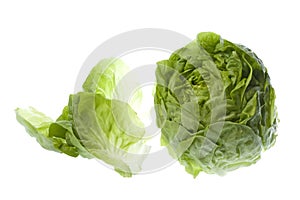 Butterhead Lettuce Isolated