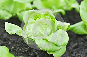 Butterhead lettuce or lactuca sativa capitata