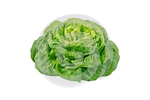 Butterhead lettuce salad head isolated on white