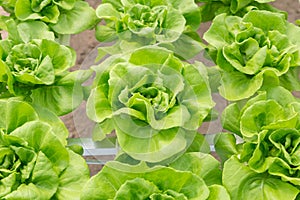 Butterhead lettuce salad plant in the hydroponic system